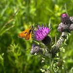 Innature Haurholm *