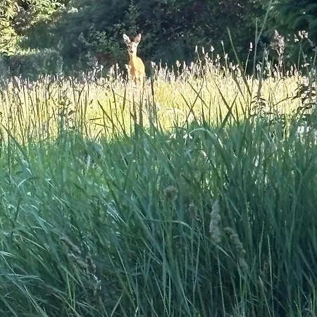 Innature Haurholm * Lønstrup