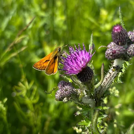 Innature Haurholm *