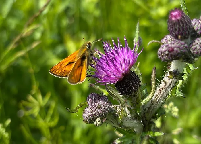 Innature Haurholm *